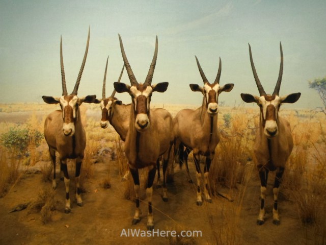 museo-de-historia-natural