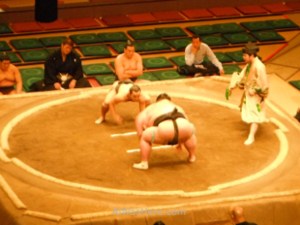 Combate Sumo