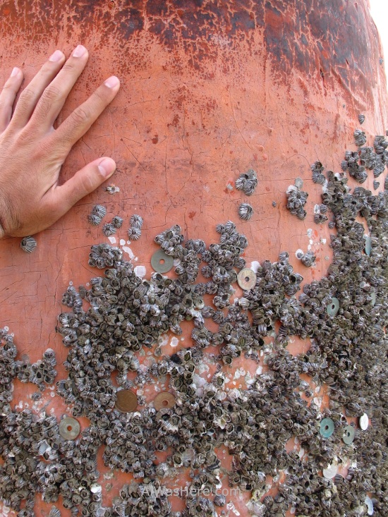 Ofrendas en la base del Torii
