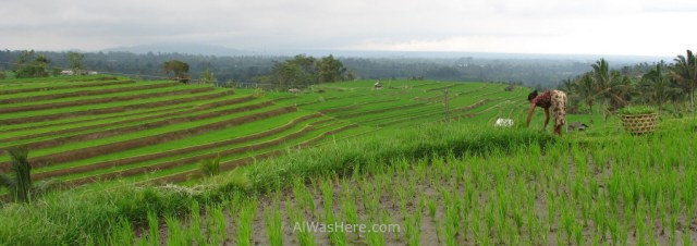 Jatiluwih (3)
