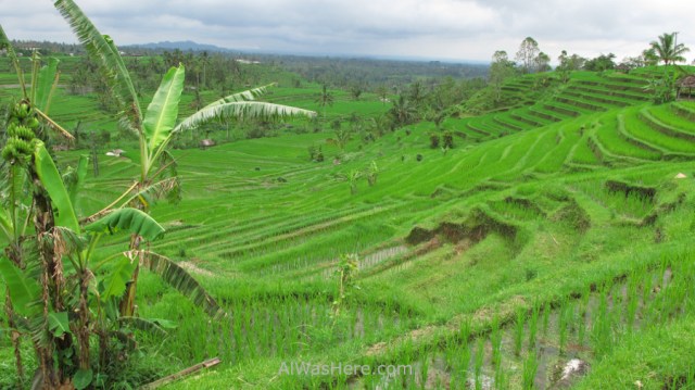 Jatiluwih (7)