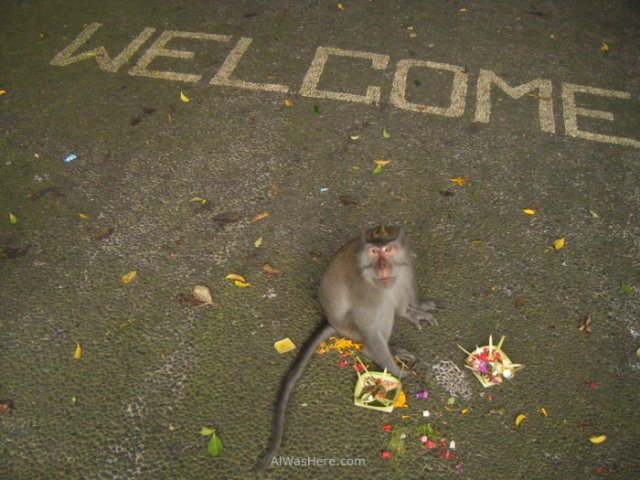 Mono bienvenida