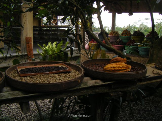 Fabricación Kopi Luwak