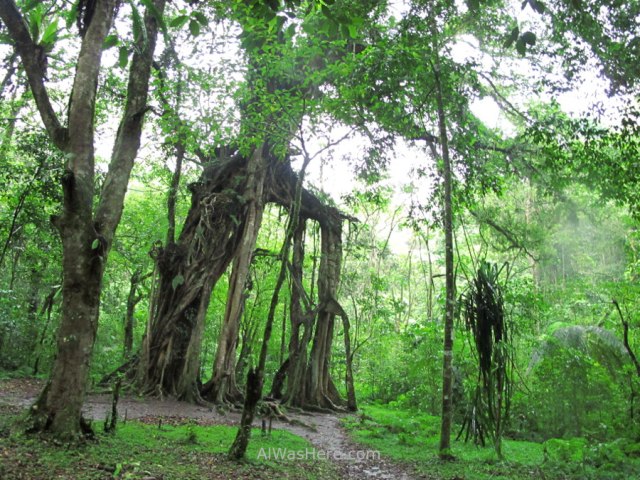 Zona selvática del jardín