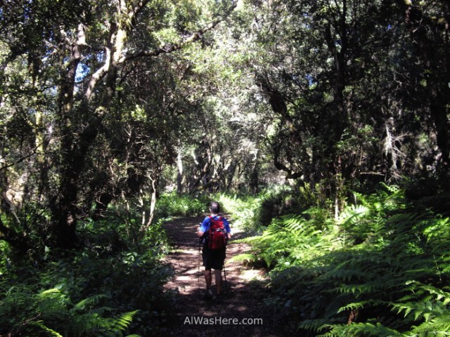 laurisilva-en-el-hierro