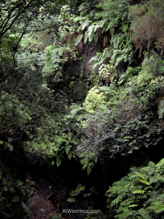 laurisilva-en-los-tilos