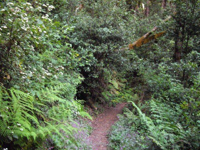 helechos-y-flores-silvestres