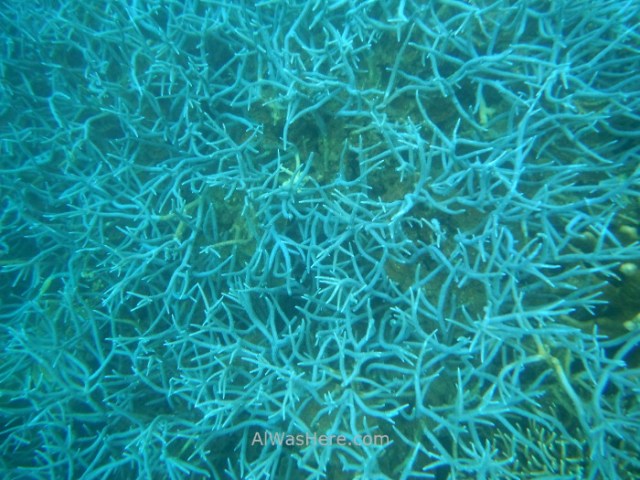 Isla de Coron 1. Coral azul en siete Pecados Marine Park, Palawan, Filipinas. Blue Coral, Coron Island, The Philippines