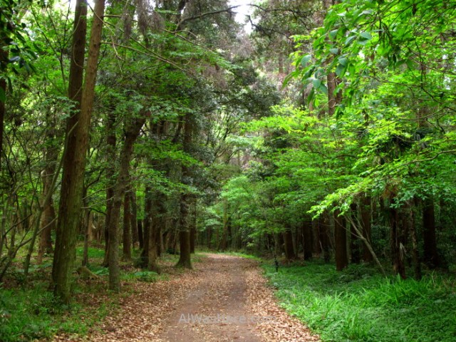 AOSHIMA 3. Isla Island templo temple shrine santuario Japan Japon Kyushu Miyazaki (3)